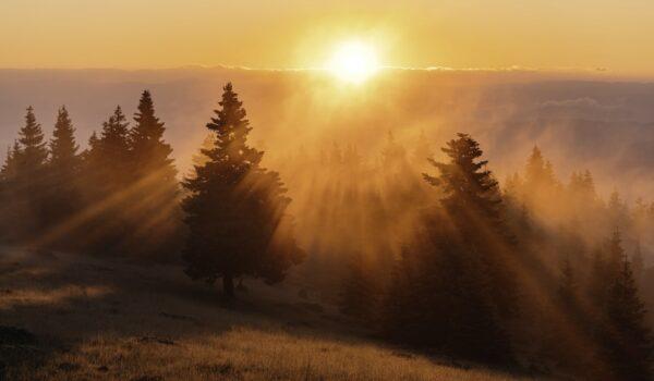 The Mental Healing Powers of the Natural World