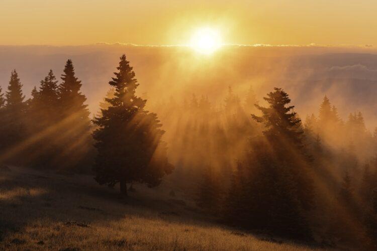 The Mental Healing Powers of the Natural World